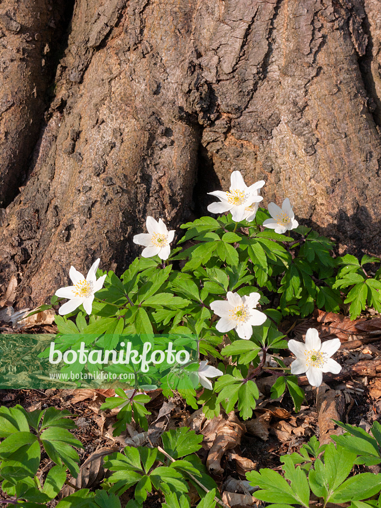 400100 - Wood anemone (Anemone nemorosa)