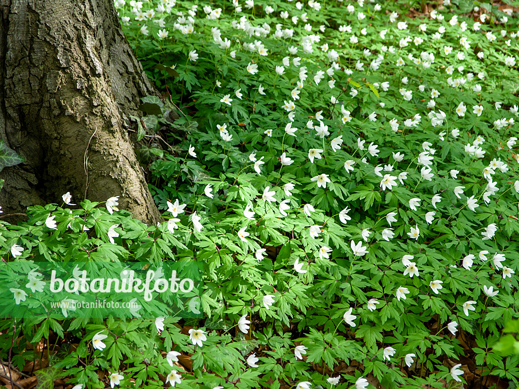 436263 - Wood anemone (Anemone nemorosa)