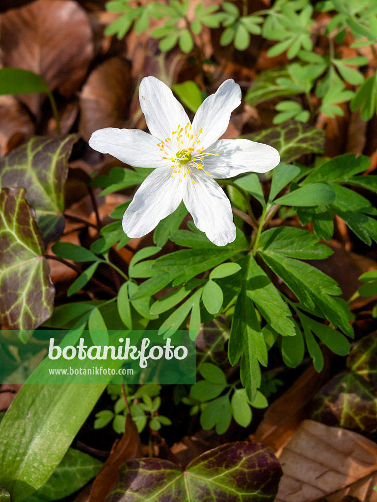 459005 - Wood anemone (Anemone nemorosa)