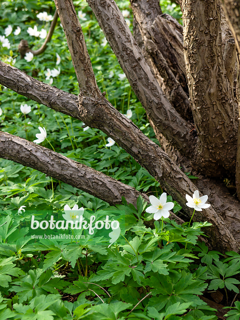 459008 - Wood anemone (Anemone nemorosa)