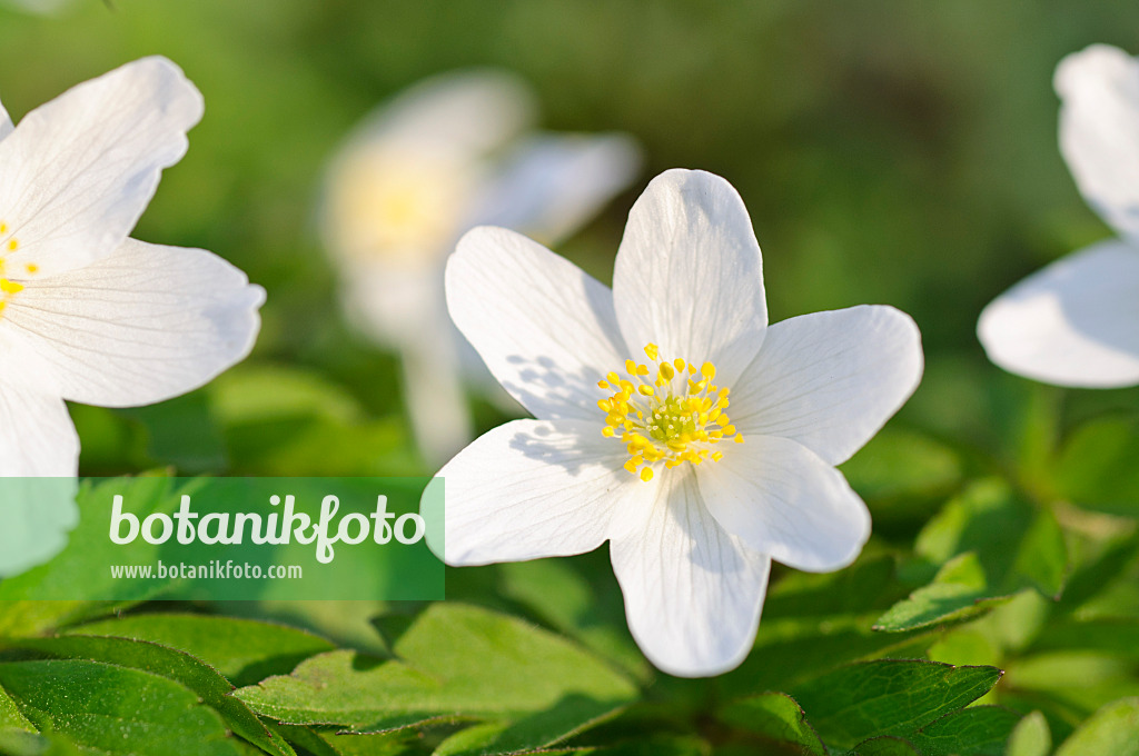 471012 - Wood anemone (Anemone nemorosa)