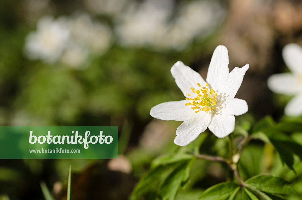 495070 - Wood anemone (Anemone nemorosa)