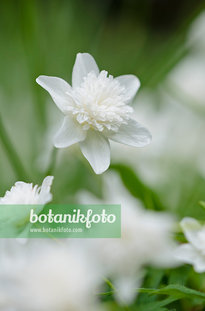 520109 - Wood anemone (Anemone nemorosa 'Alba Plena')