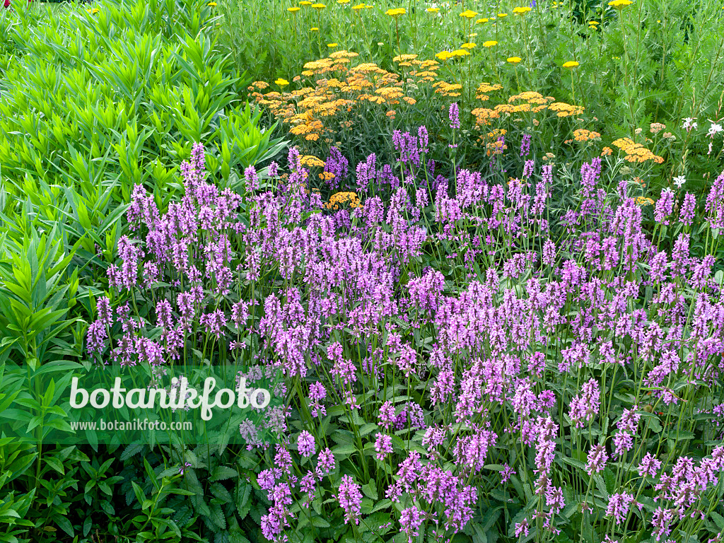 449026 - Wood betony (Betonica officinalis syn. Stachys officinalis) and common yarrow (Achillea millefolium)