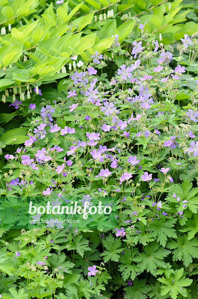 520485 - Wood cranesbill (Geranium sylvaticum 'Birch Lilac')