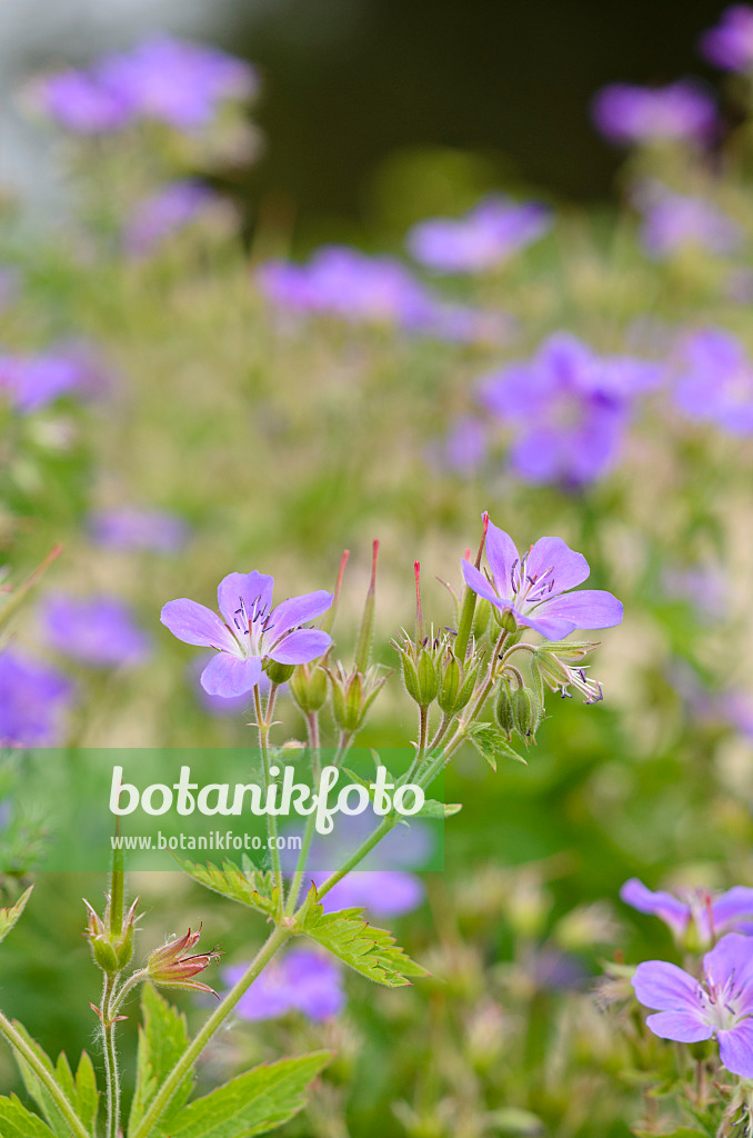 533454 - Wood cranesbill (Geranium sylvaticum 'Mayflower')