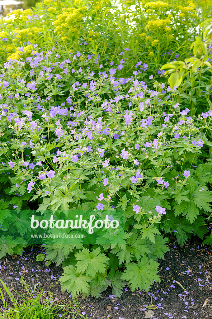 593084 - Wood cranesbill (Geranium sylvaticum 'Mayflower')