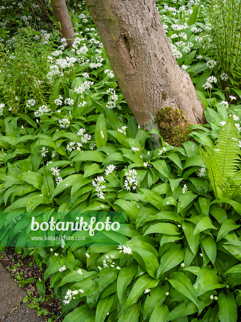 401051 - Wood garlic (Allium ursinum)