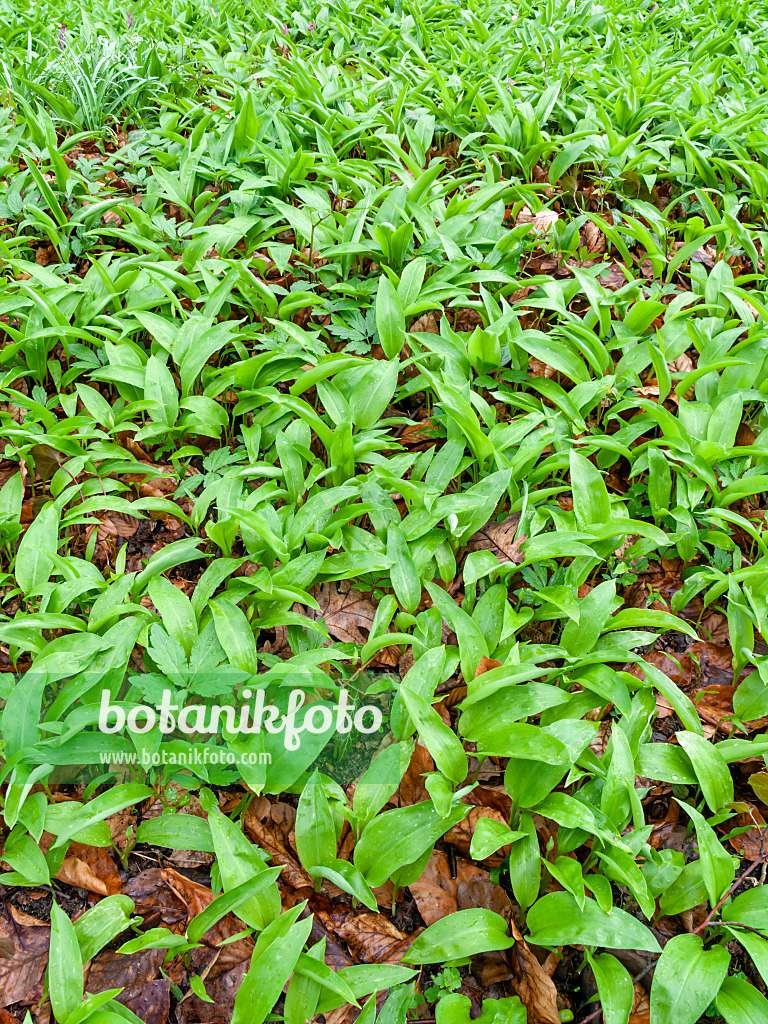 459001 - Wood garlic (Allium ursinum)