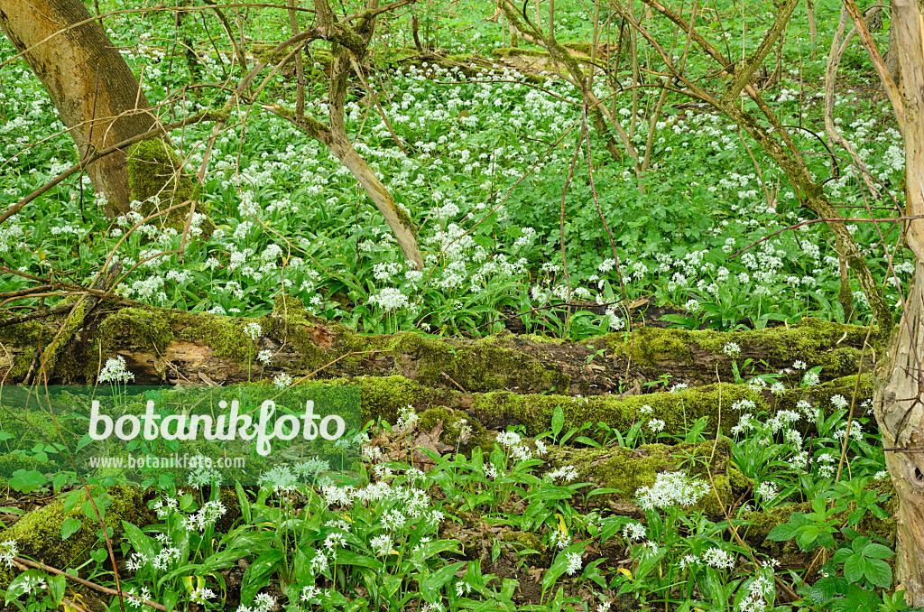 508039 - Wood garlic (Allium ursinum)