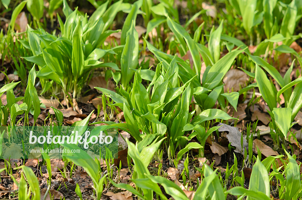 519013 - Wood garlic (Allium ursinum)