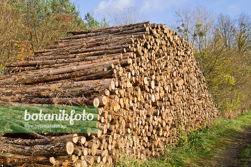 526054 - Wood pile