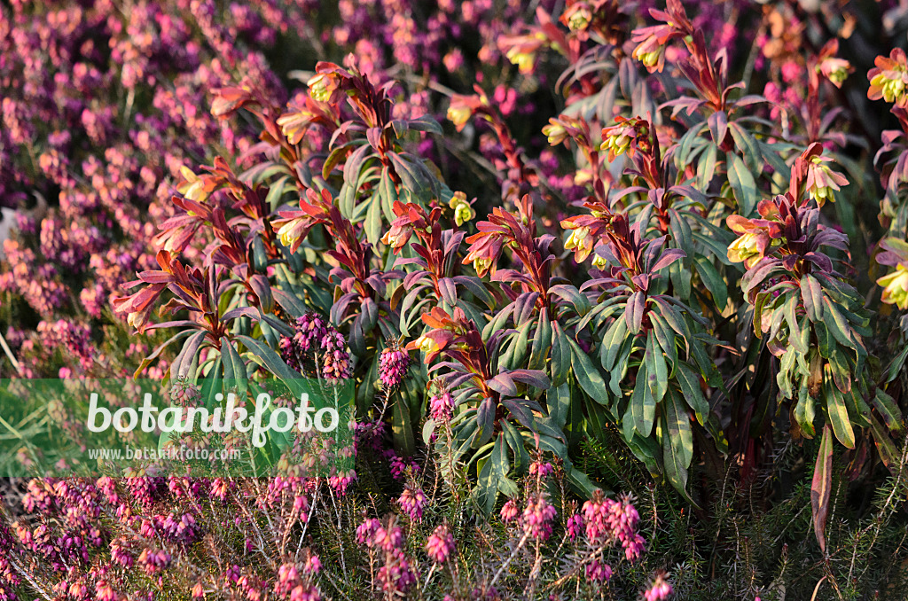 530034 - Wood spurge (Euphorbia amygdaloides 'Purpurea') and winter heather (Erica carnea syn. Erica herbacea)