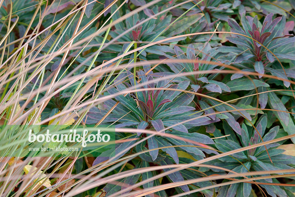 463095 - Wood spurge (Euphorbia amygdaloides 'Purpurea') and New Zealand sedge (Carex tenuiculmis)