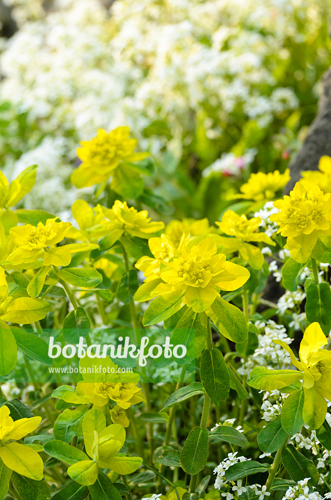 495209 - Wood spurge (Euphorbia amygdaloides) and spreading rock cress (Arabis procurrens)