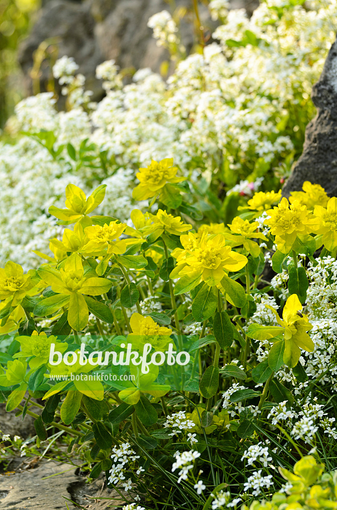 495210 - Wood spurge (Euphorbia amygdaloides) and spreading rock cress (Arabis procurrens)