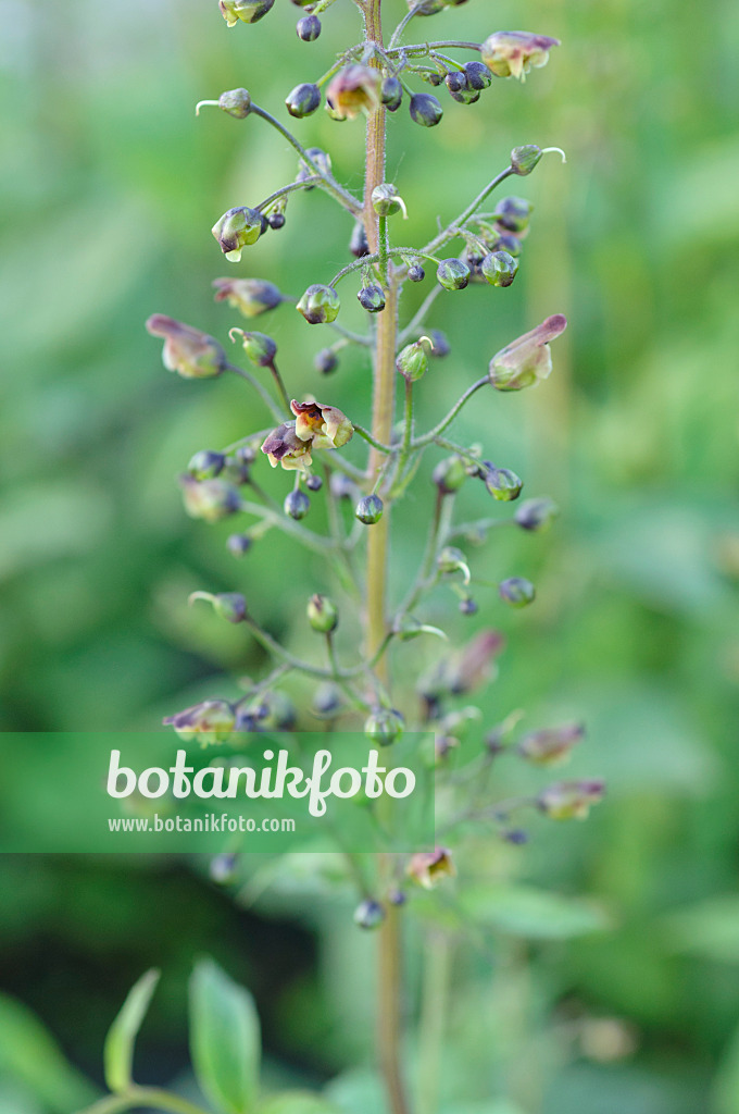 485006 - Woodland figwort (Scrophularia nodosa)