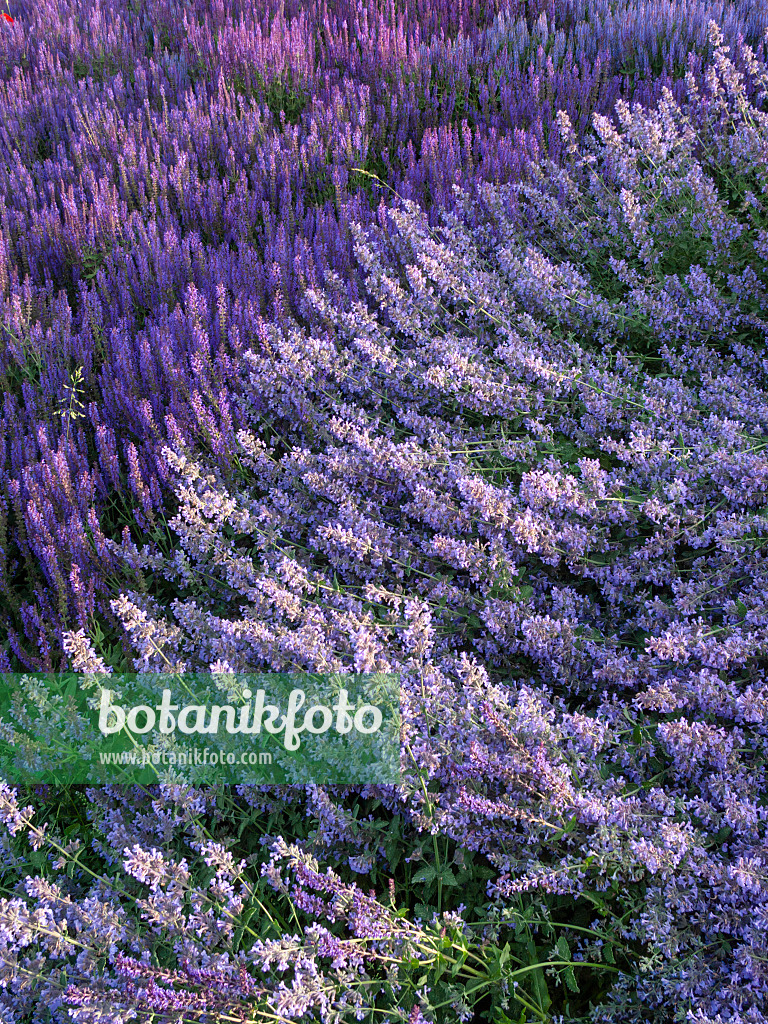 402027 - Woodland sage (Salvia nemorosa)