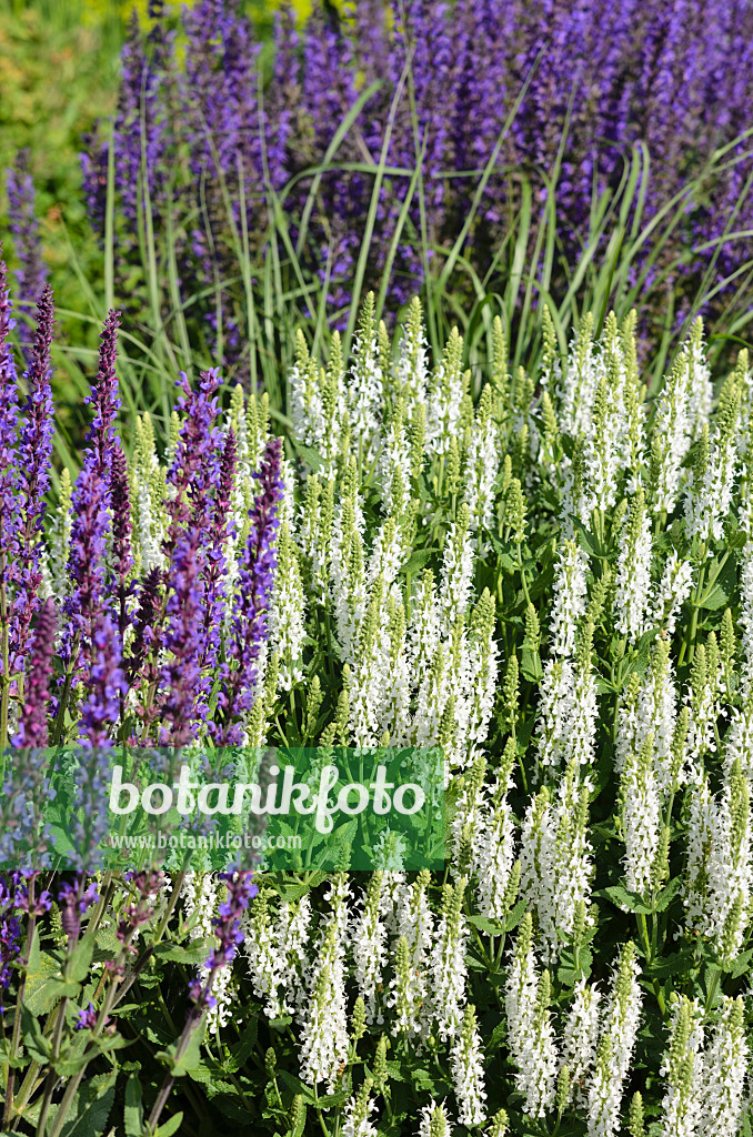 521105 - Woodland sage (Salvia nemorosa 'Adrian')