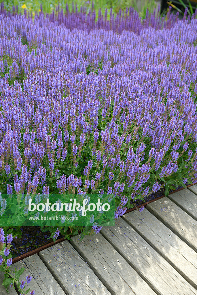 535429 - Woodland sage (Salvia nemorosa 'Blauhügel')