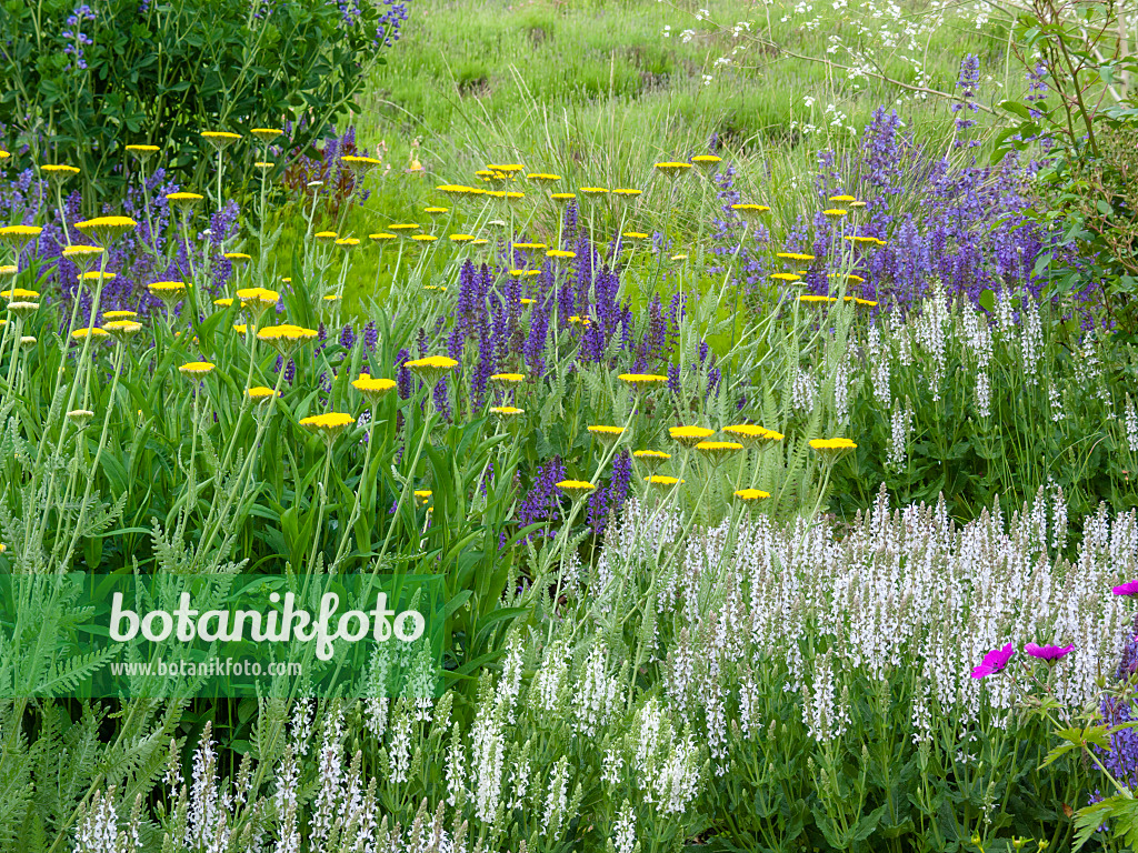 414045 - Woodland sage (Salvia nemorosa) and fernleaf yarrow (Achillea filipendulina)