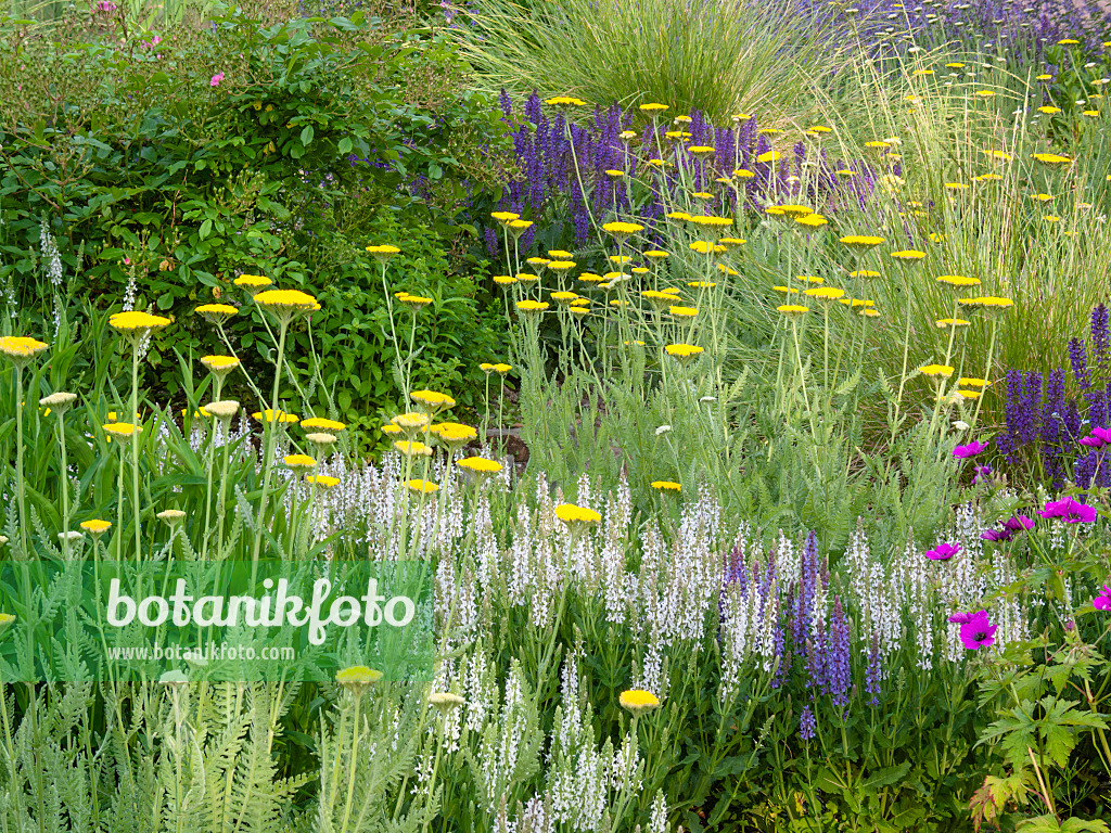 414046 - Woodland sage (Salvia nemorosa) and fernleaf yarrow (Achillea filipendulina)