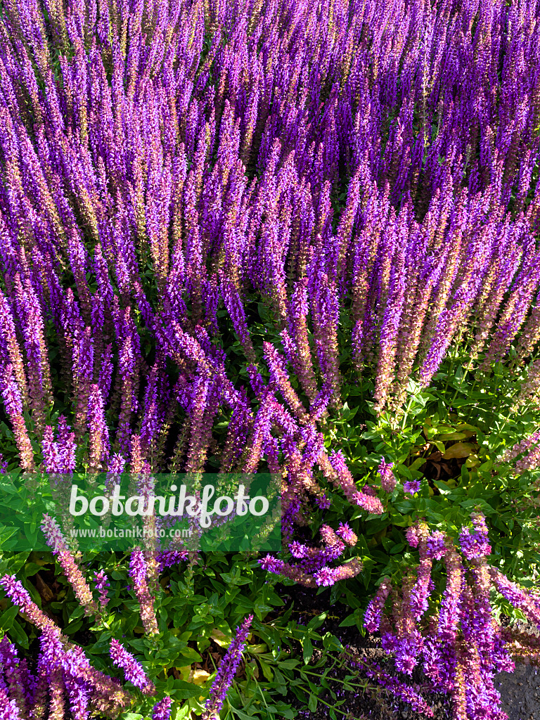 461073 - Woodland sage (Salvia nemorosa 'Ostfriesland')