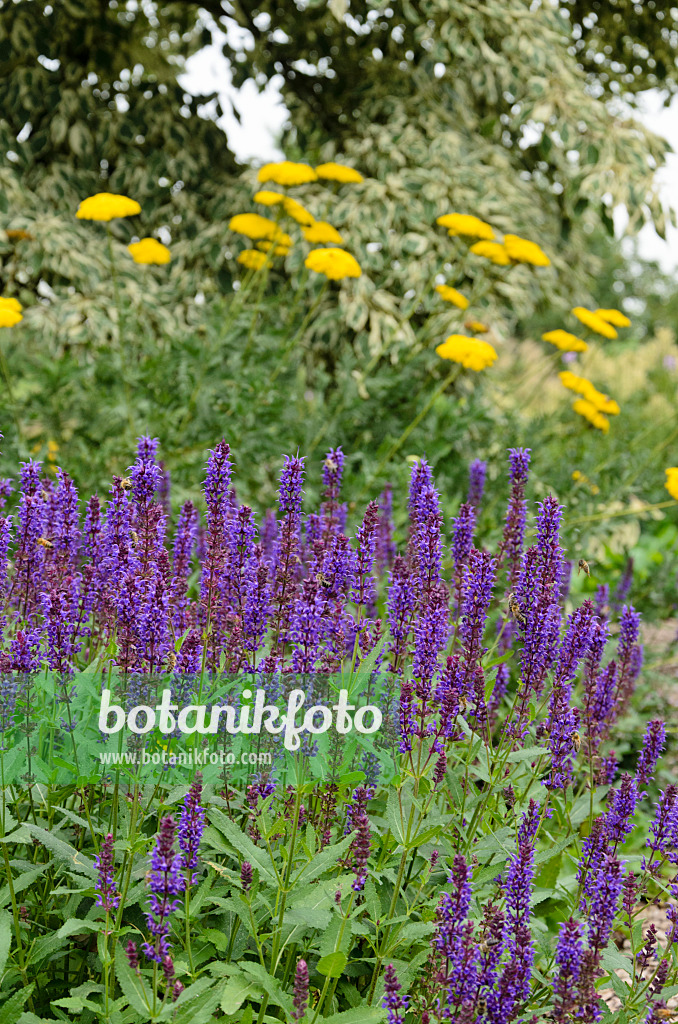 571040 - Woodland sage (Salvia nemorosa 'Ostfriesland') and fernleaf yarrow (Achillea filipendulina)