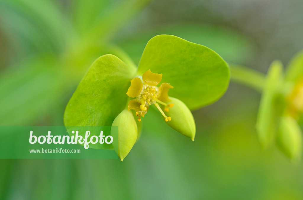 492025 - Woody spurge (Euphorbia dendroides)