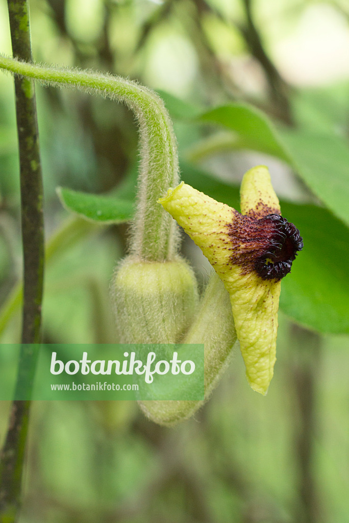 557020 - Woolly dutchman's pipe (Aristolochia tomentosa)