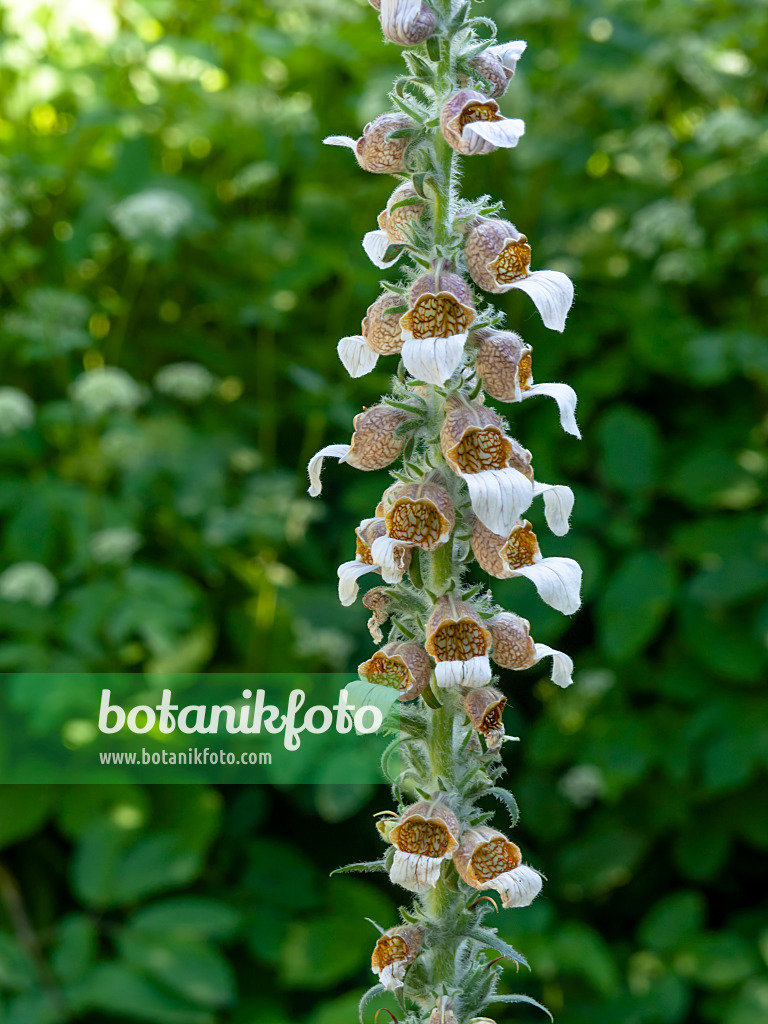 462007 - Woolly foxglove (Digitalis lanata)