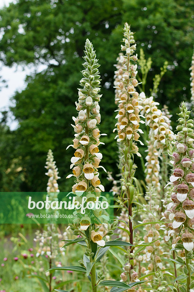 570001 - Woolly foxglove (Digitalis lanata)