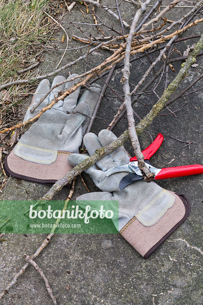 554013 - Work gloves and secateurs