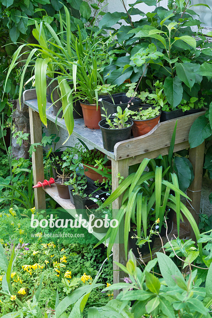 557019 - Work table with plants in flower pots