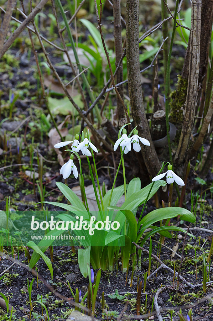 470031 - Woronow's snowdrop (Galanthus woronowii)