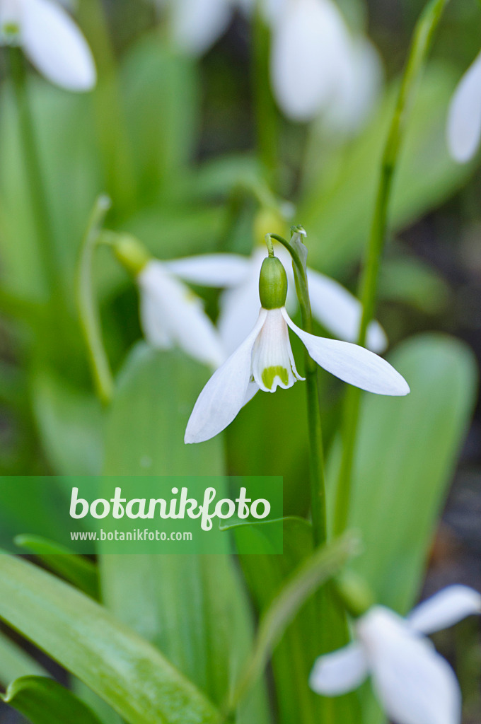 470032 - Woronow's snowdrop (Galanthus woronowii)