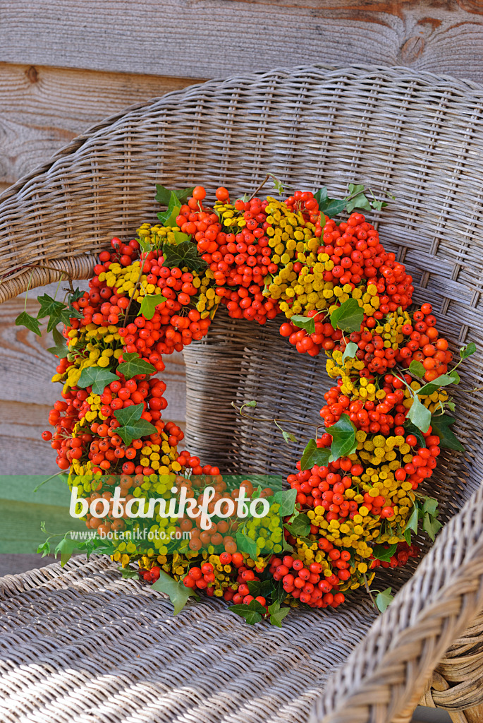 483020 - Wreath made of rowan (Sorbus aucuparia), common tansy (Tanacetum vulgare) and common ivy (Hedera helix)