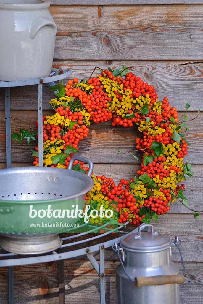 483021 - Wreath made of rowan (Sorbus aucuparia), common tansy (Tanacetum vulgare) and common ivy (Hedera helix)