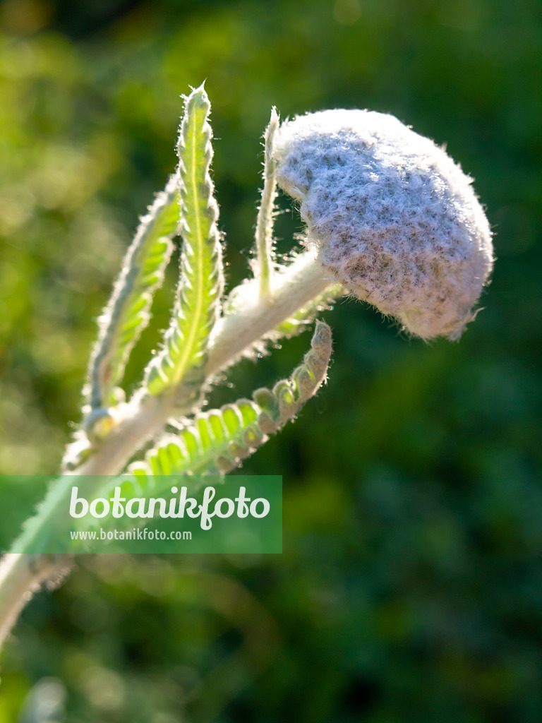 425099 - Yarrow (Achillea clypeolata)