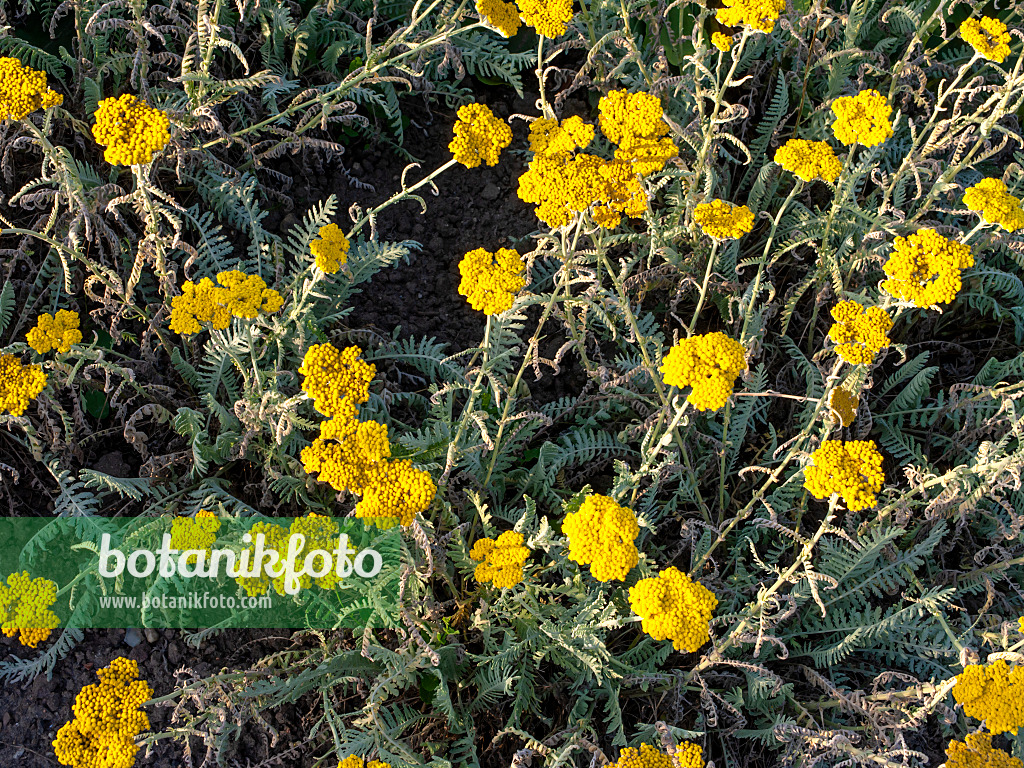 439001 - Yarrow (Achillea clypeolata)