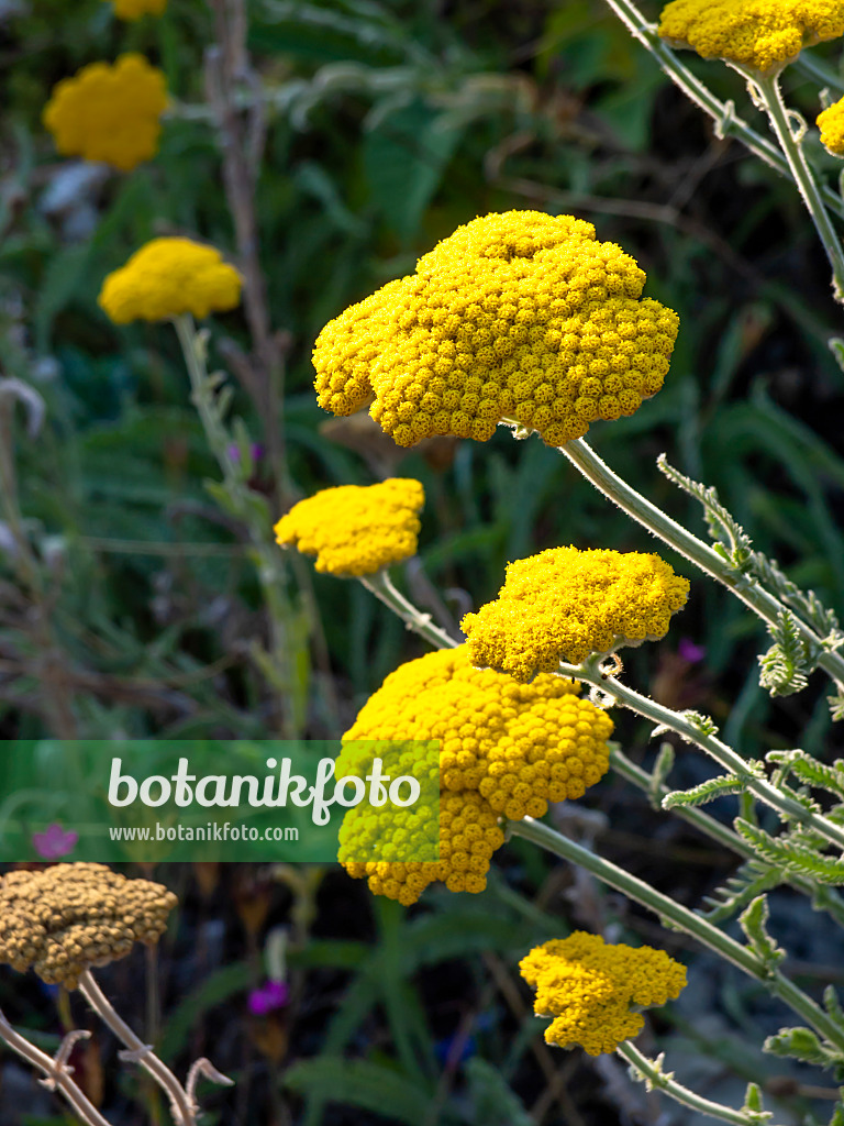 461170 - Yarrow (Achillea coarctata)