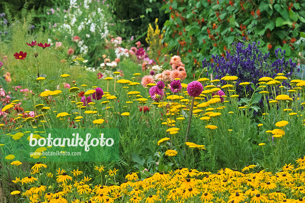 428274 - Yarrow (Achillea), orange cone flower (Rudbeckia fulgida) and dahlia (Dahlia)