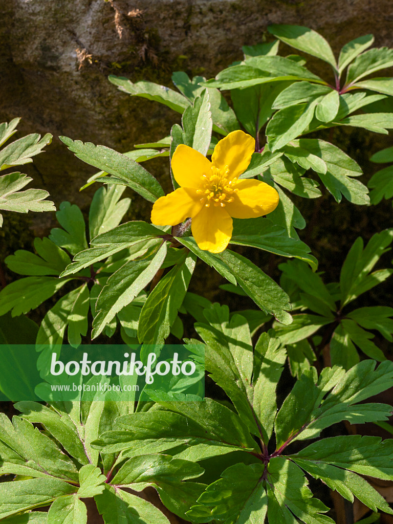 412001 - Yellow anemone (Anemone ranunculoides)