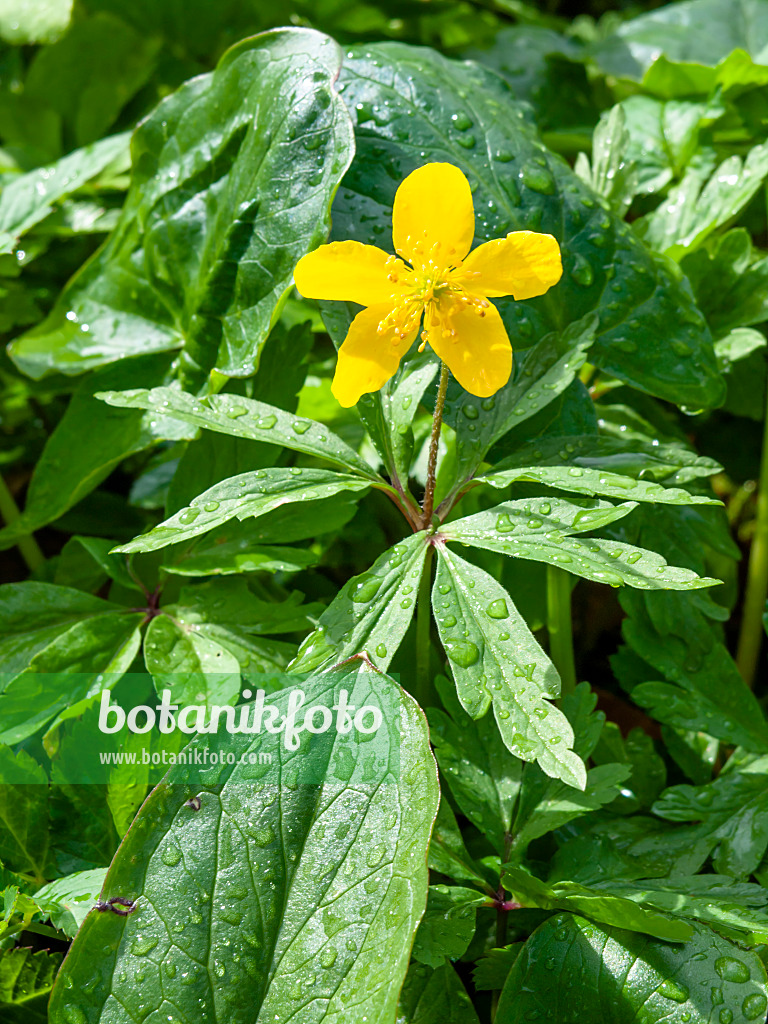 459003 - Yellow anemone (Anemone ranunculoides)