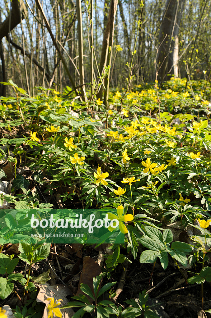 507137 - Yellow anemone (Anemone ranunculoides)