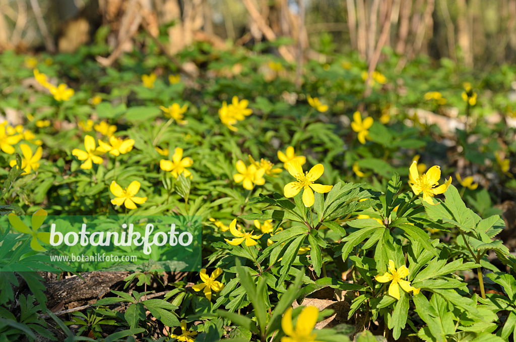 507138 - Yellow anemone (Anemone ranunculoides)