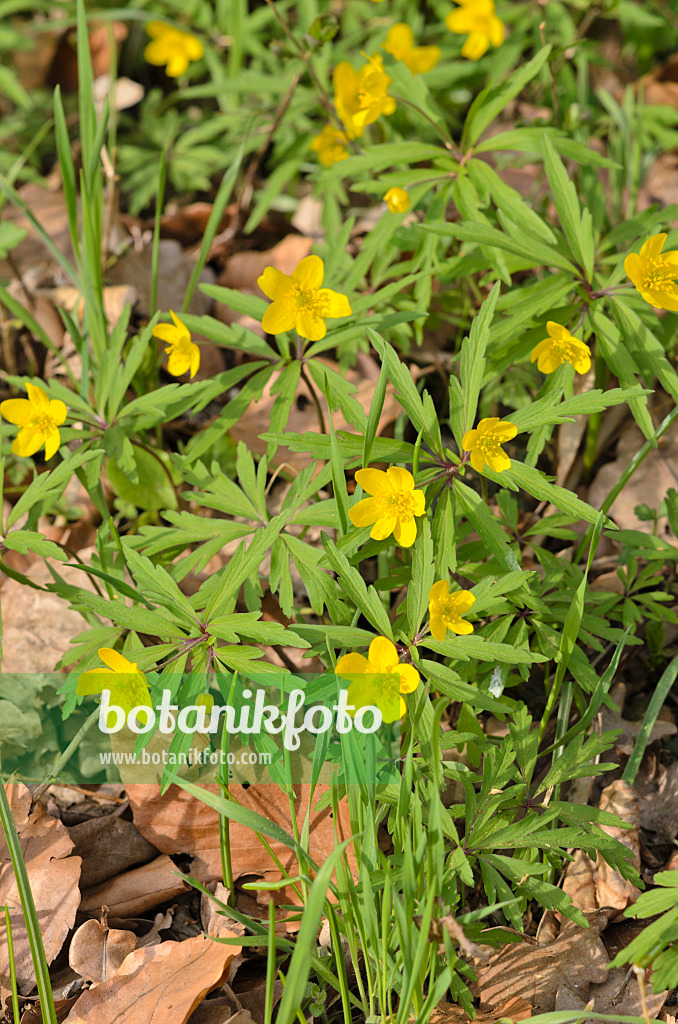 519058 - Yellow anemone (Anemone ranunculoides)