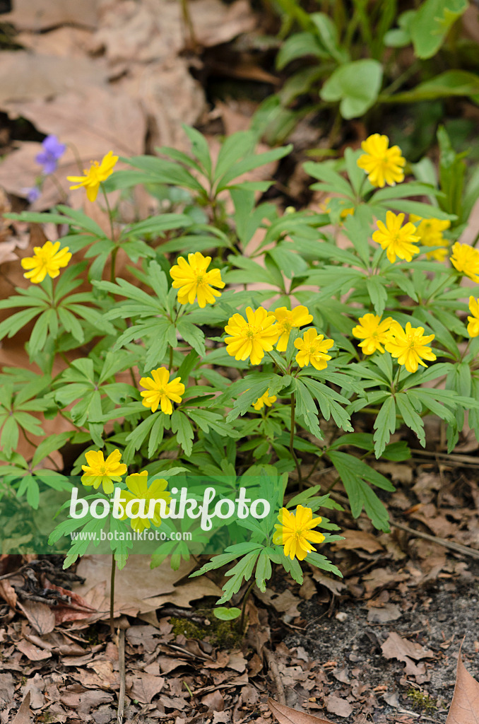 519189 - Yellow anemone (Anemone ranunculoides 'Semiplena')