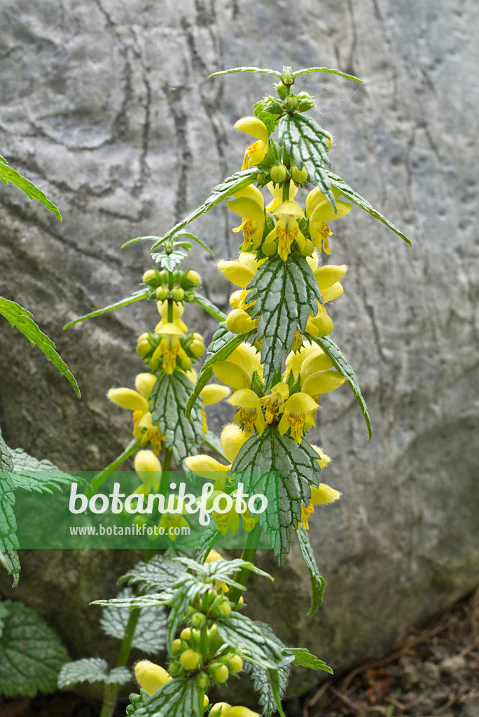 608045 - Yellow archangel (Lamium galeobdolon 'Silberteppich' syn. Lamiastrum galeobdolon 'Silberteppich')