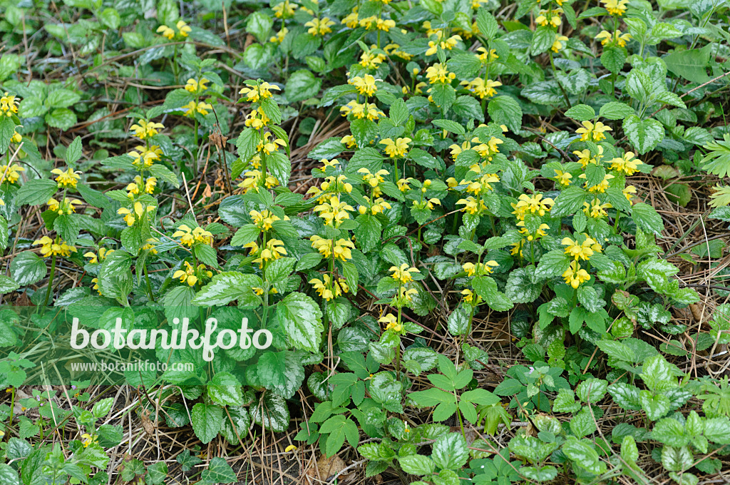 471260 - Yellow archangel (Lamium galeobdolon 'Florentinum' syn. Lamiastrum galeobdolon 'Florentinum')